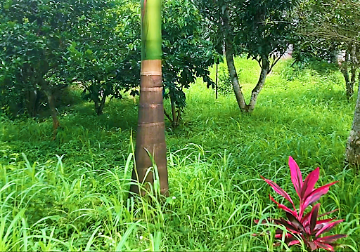 233-486 Fantástica Finca en Anapoima